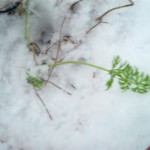 snow-covered-greens