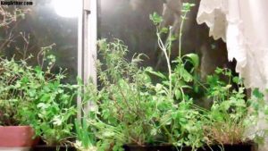 Herb Insulation Air Purifier Snack