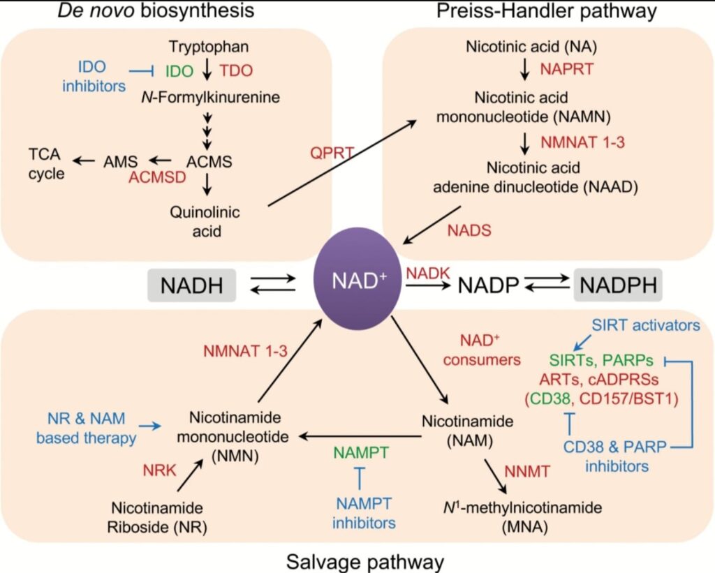 B3, Niacin, COVID, and NAD+