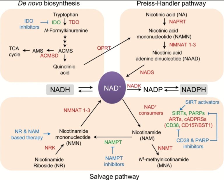 COVID, Vitamin B3 (Nicotinic Acid), And The Immune System