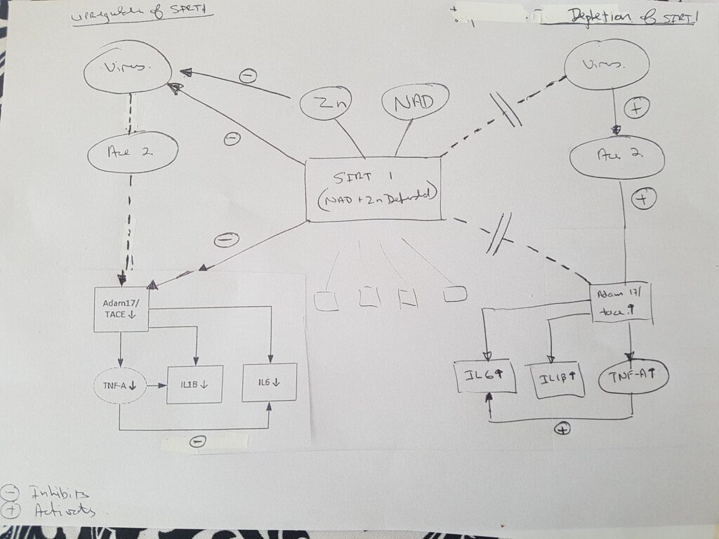 Ade's Original NAD+ Diagram