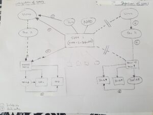 Ade's Original NAD+ Diagram
