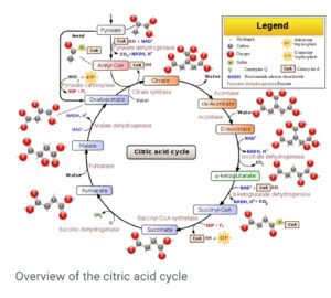 NAD+ and the Citric Acid Cycle